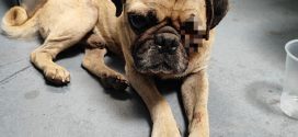 Kato, el perro pug, encontró un hogar gracias al trabajo de Bienestar Animal de Vallarta