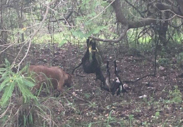 19758124_869419719901229_522425136_n