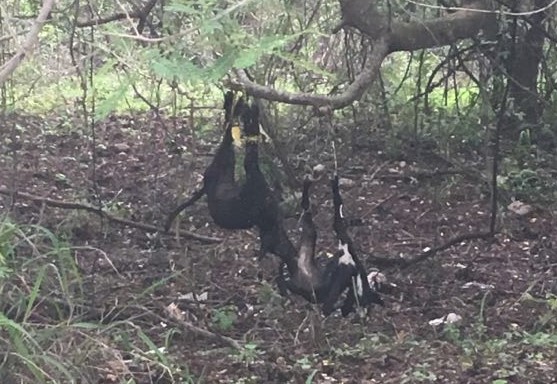 19866545_869419669901234_1630399732_n