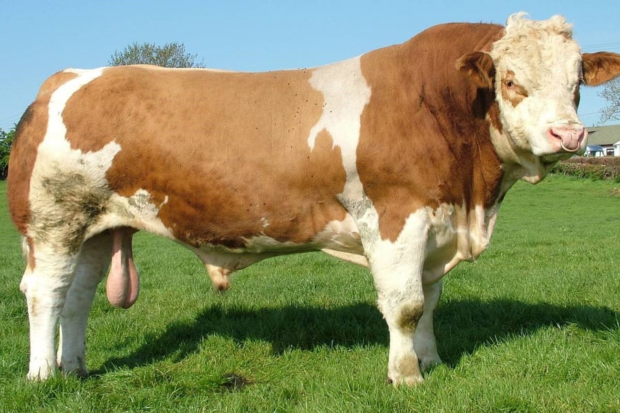 64298277_2278857979044261_930122412589056_n