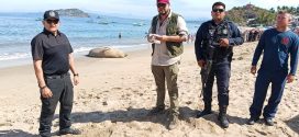 Autoridades Intervienen en el Caso de Elefante Marino en Playas de Nayarit