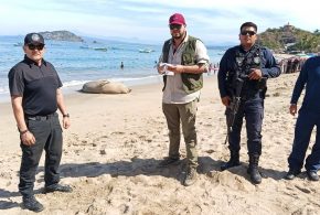 Autoridades Intervienen en el Caso de Elefante Marino en Playas de Nayarit