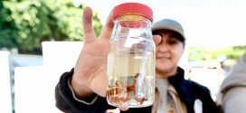 Tomatlán Concentra 8 de cada 10 Picaduras de alacrán en la Costa Norte y Sierra Occidental de Jalisco
