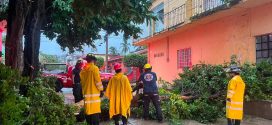 Lluvia provoca caída de árbol en Ixtapa; bomberos eliminan riesgos en la zona