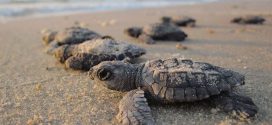 Tortuga marina en Jalisco: aumenta su arribo a las costas, pero menos del 1% de las crías llega a la edad adulta