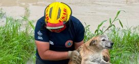 Bomberos rescatan a dos perros atrapados en canal de Parque Las Palmas