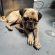 Kato, el perro pug, encontró un hogar gracias al trabajo de Bienestar Animal de Vallarta Kato, el perro pug, encontró un hogar gracias al trabajo de Bienestar Animal de Vallarta