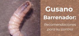 Confirman primer caso de gusano barrenador en un residente de Puerto Vallarta
