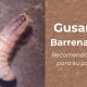 PORTADA_GUSANO_2