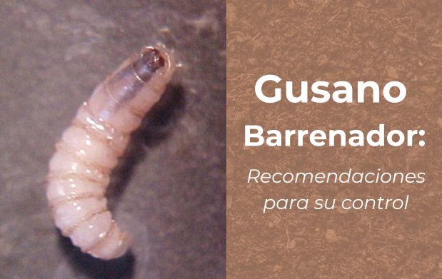 PORTADA_GUSANO_2