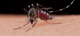 Deja Jalisco, Primer Lugar Nacional en Incidencia de Dengue, al Reducir 90% los Casos : SSJ