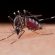 Deja Jalisco, Primer Lugar Nacional en Incidencia de Dengue, al Reducir 90% los Casos : SSJ Deja Jalisco, Primer Lugar Nacional en Incidencia de Dengue, al Reducir 90% los Casos : SSJ