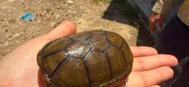 Ponen a salvo a otra tortuga casquito de Vallarta