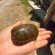 Ponen a salvo a otra tortuga casquito de Vallarta