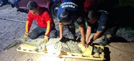 Reubican cocodrilo localizado sobre avenida México