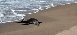 Lobo marino llega a Playa Camarones en Puerto Vallarta