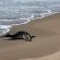 Lobo marino llega a Playa Camarones en Puerto Vallarta Lobo marino llega a Playa Camarones en Puerto Vallarta