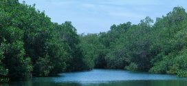 Proponen convertir el Estero El Salado en refugio para cocodrilos en Puerto Vallarta