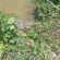 Reubican cocodrilo a zona segura tras ser asegurado en un Canal en Mojoneras Reubican cocodrilo a zona segura tras ser asegurado en un Canal en Mojoneras