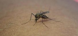 Aunque ya Registró una Muerte, Incidencia de Dengue en Jalisco, es 95 por ciento Menor, este 2026:  RCRA/ SSJ