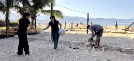 Campamento tortuguero del Holi libera cerca de 31 mil crías